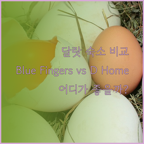 달랏 홈스테이 Blue Fingers Kroom과 D Home 장단점 비교.. 어디가 좋을까?
