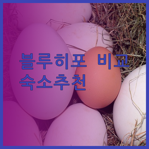 블루 히포 매리골드 스쿰윗 Wellness Stay 호텔 꼼꼼 비교 후기.. 어떤 곳이 나에게 맞을까?