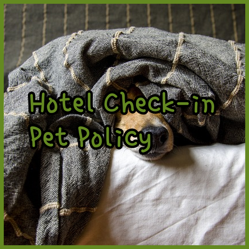 Understanding Hotel Check-in Check-out and Pet Policies