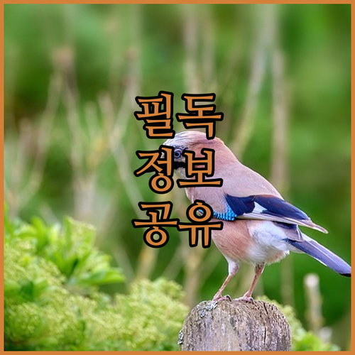 디폴로그 숙박 고민 끝! 호텔 & 스위트, B&S 오키드, 관달란 하우스 비교분석