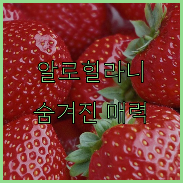알로힐라니 리조트 와이키키 비치, 숨겨진 5가지 매력! 호놀룰루 꿈의 휴가, 놓치지 마세요!