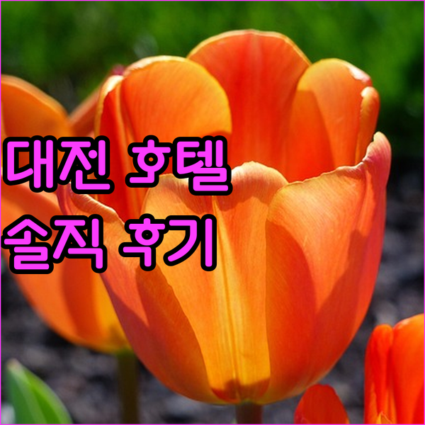 대전 베니키아 호텔 대림 솔직 후기 가성비와 위치 모두 만족