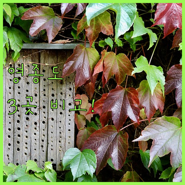 인천 여행 숙소 어디로 가지? 강화도 영종도 호텔 3곳 완벽 비교!