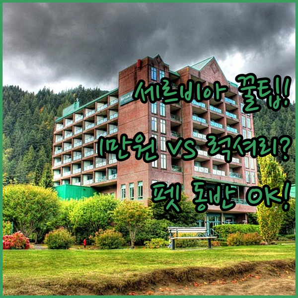 반려동물 가능 세르비아 숙소! 럭셔리 아파트와 1만원대 가성비 중 당신의 선택은?