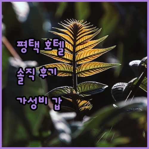 평택 이너피스호텔, 가성비 최고! 솔직 후기 공개