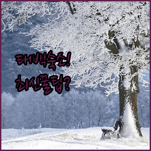 강원도 태백 겨울 여행 숙소 추천 최신 시설부터 가성비 끝판왕까지