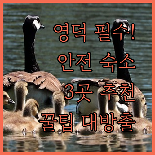 영덕 가족 여행에서 안전한 숙소 어떻게 고를까, 실제 추천 3곳